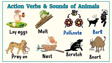 web animal action.